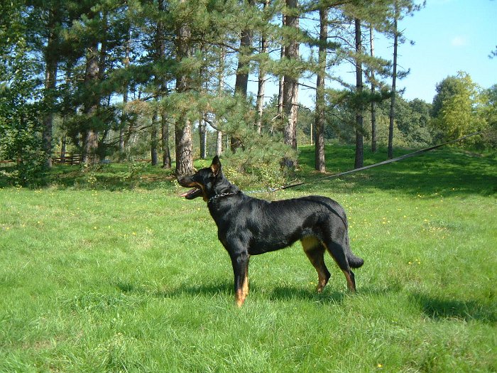 Birmane De Montclea (34)